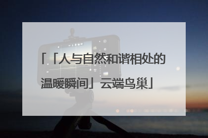 「人与自然和谐相处的温暖瞬间」云端鸟巢