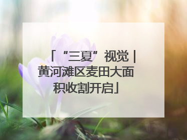 “三夏”视觉｜黄河滩区麦田大面积收割开启