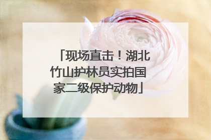 现场直击！湖北竹山护林员实拍国家二级保护动物