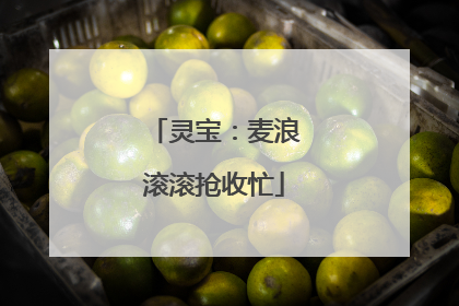 灵宝：麦浪滚滚抢收忙