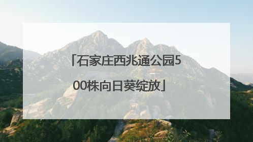 石家庄西兆通公园500株向日葵绽放