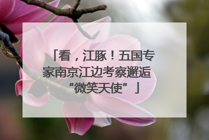 看，江豚！五国专家南京江边考察邂逅“微笑天使”