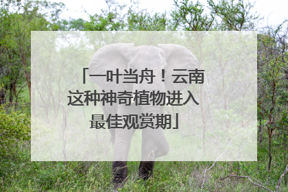 一叶当舟！云南这种神奇植物进入最佳观赏期