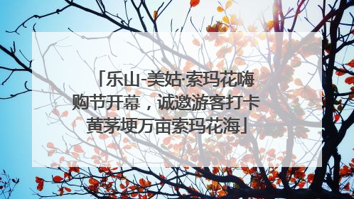 乐山-美姑·索玛花嗨购节开幕，诚邀游客打卡黄茅埂万亩索玛花海