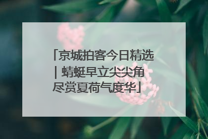 京城拍客今日精选｜蜻蜓早立尖尖角 尽赏夏荷气度华