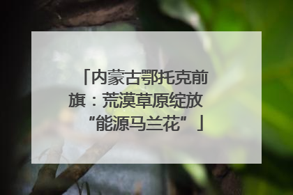 内蒙古鄂托克前旗：荒漠草原绽放“能源马兰花”