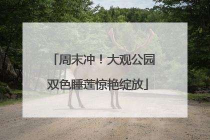 周末冲！大观公园双色睡莲惊艳绽放