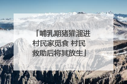 哺乳期猪獾溜进村民家觅食 村民救助后将其放生