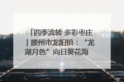 四季流转 多彩枣庄｜滕州市龙阳镇：“龙湖月色”向日葵花海 绘就乡村振兴新画卷