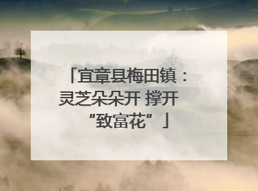 宜章县梅田镇：灵芝朵朵开 撑开“致富花”