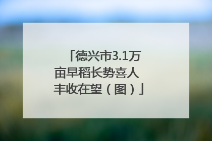 德兴市3.1万亩早稻长势喜人 丰收在望（图）