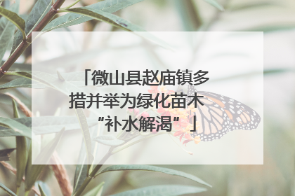 微山县赵庙镇多措并举为绿化苗木“补水解渴”