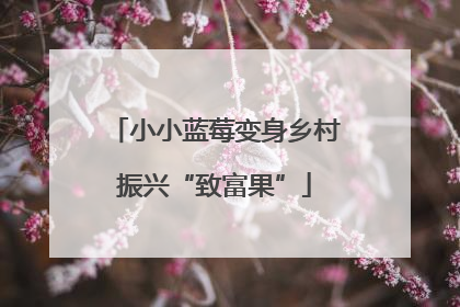 小小蓝莓变身乡村振兴“致富果”