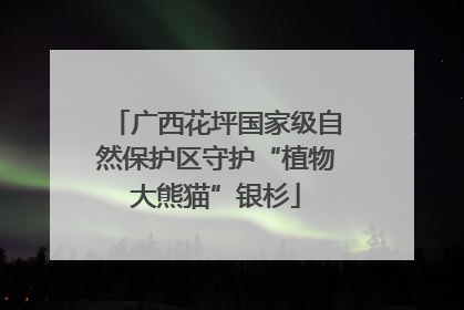 广西花坪国家级自然保护区守护“植物大熊猫”银杉