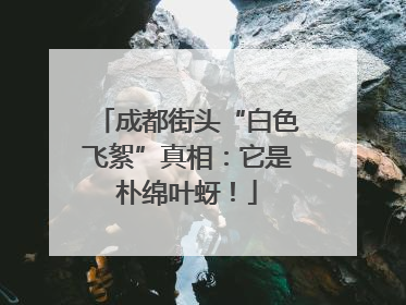 成都街头“白色飞絮”真相：它是朴绵叶蚜！