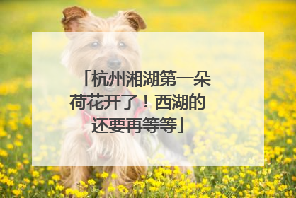 杭州湘湖第一朵荷花开了！西湖的还要再等等