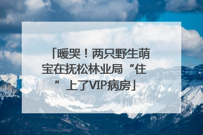 暖哭！两只野生萌宝在抚松林业局“住”上了VIP病房