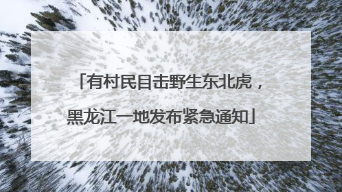 有村民目击野生东北虎，黑龙江一地发布紧急通知