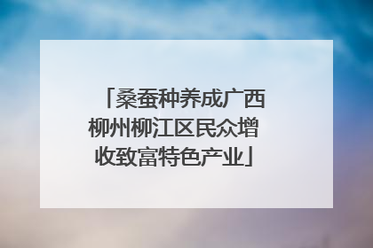 桑蚕种养成广西柳州柳江区民众增收致富特色产业