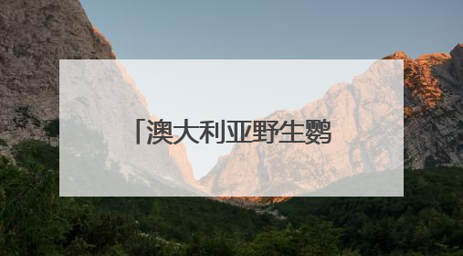 澳大利亚野生鹦鹉街头开饮水器排队喝水，科学家：成当地鸟界传统