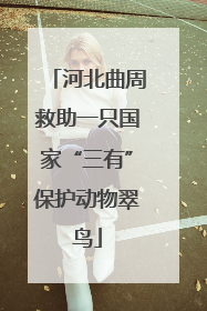 河北曲周救助一只国家“三有”保护动物翠鸟