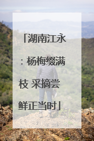 湖南江永：杨梅缀满枝 采摘尝鲜正当时