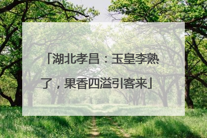 湖北孝昌：玉皇李熟了，果香四溢引客来