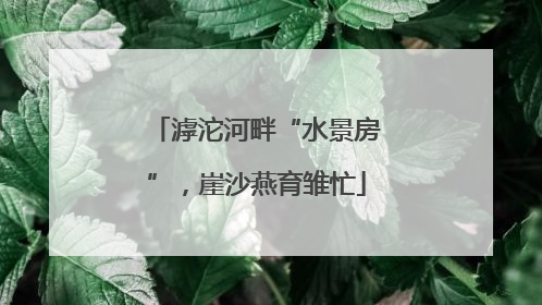 滹沱河畔“水景房”，崖沙燕育雏忙