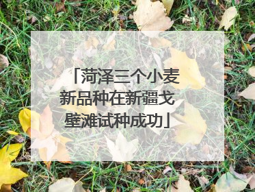 菏泽三个小麦新品种在新疆戈壁滩试种成功