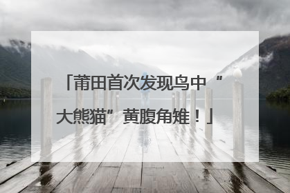莆田首次发现鸟中“大熊猫”黄腹角雉！