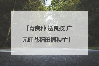 育良种 送良技 广元旺苍稻田插秧忙
