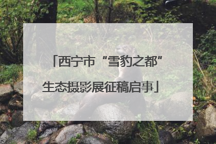 西宁市“雪豹之都”生态摄影展征稿启事