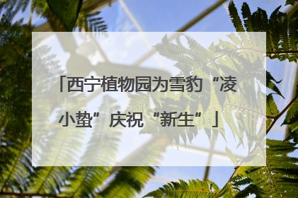 西宁植物园为雪豹“凌小蛰”庆祝“新生”