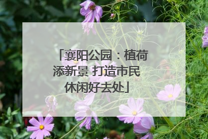 襄阳公园：植荷添新景 打造市民休闲好去处