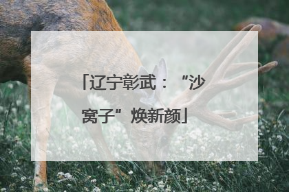 辽宁彰武：“沙窝子”焕新颜