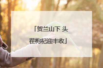 贺兰山下 头茬枸杞迎丰收