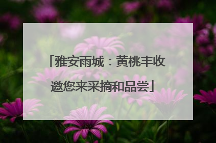 雅安雨城：黄桃丰收 邀您来采摘和品尝