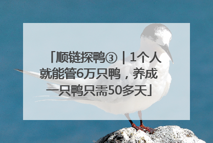 顺链探鸭③｜1个人就能管6万只鸭，养成一只鸭只需50多天