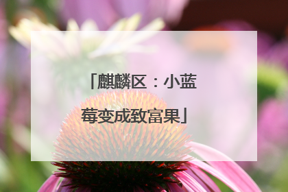 麒麟区：小蓝莓变成致富果
