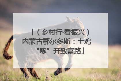 （乡村行·看振兴）内蒙古鄂尔多斯：土鸡“啄”开致富路