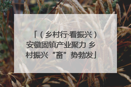 （乡村行·看振兴）安徽固镇产业聚力 乡村振兴“畜”势勃发