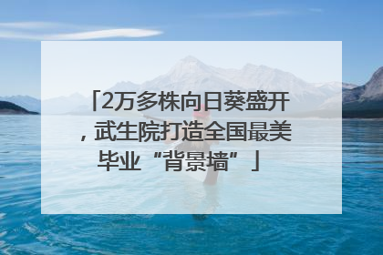 2万多株向日葵盛开，武生院打造全国最美毕业“背景墙”
